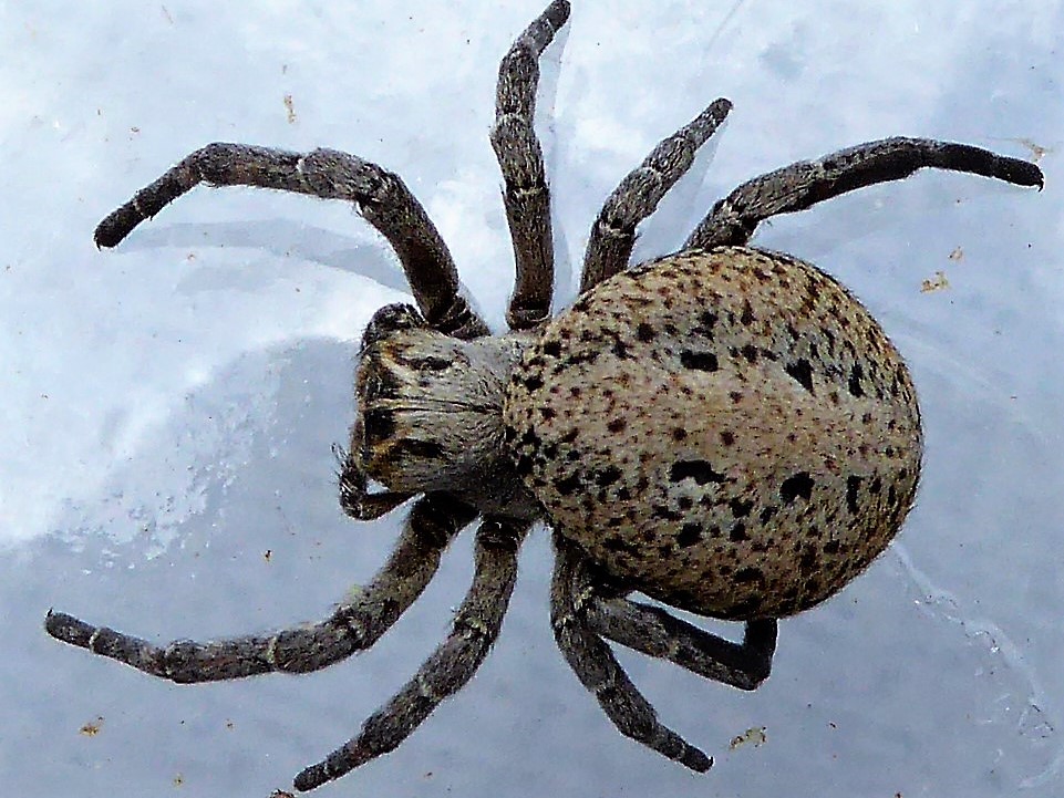 Stegodyphus lineatus?  Sì !